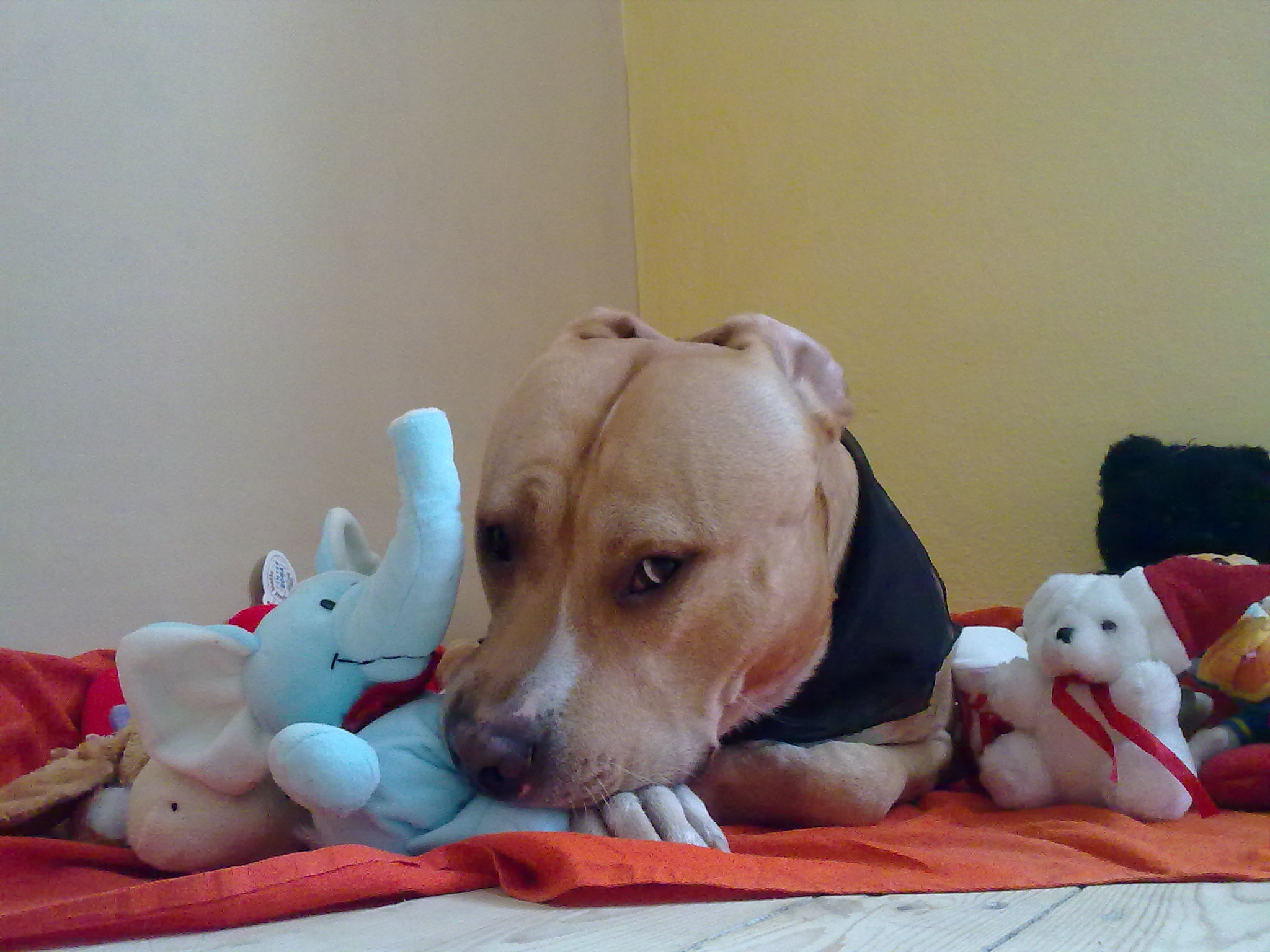 fotomodel:-)