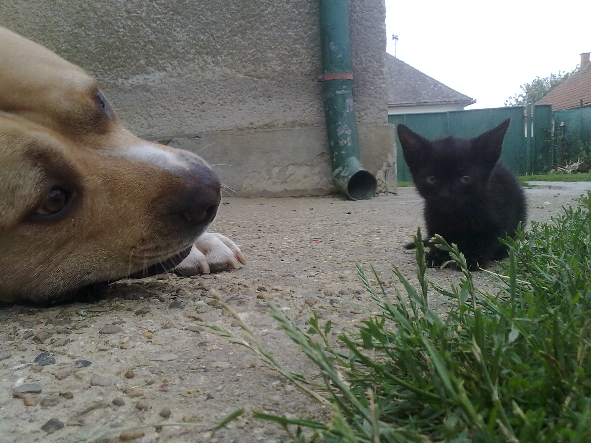 anri a kocurik