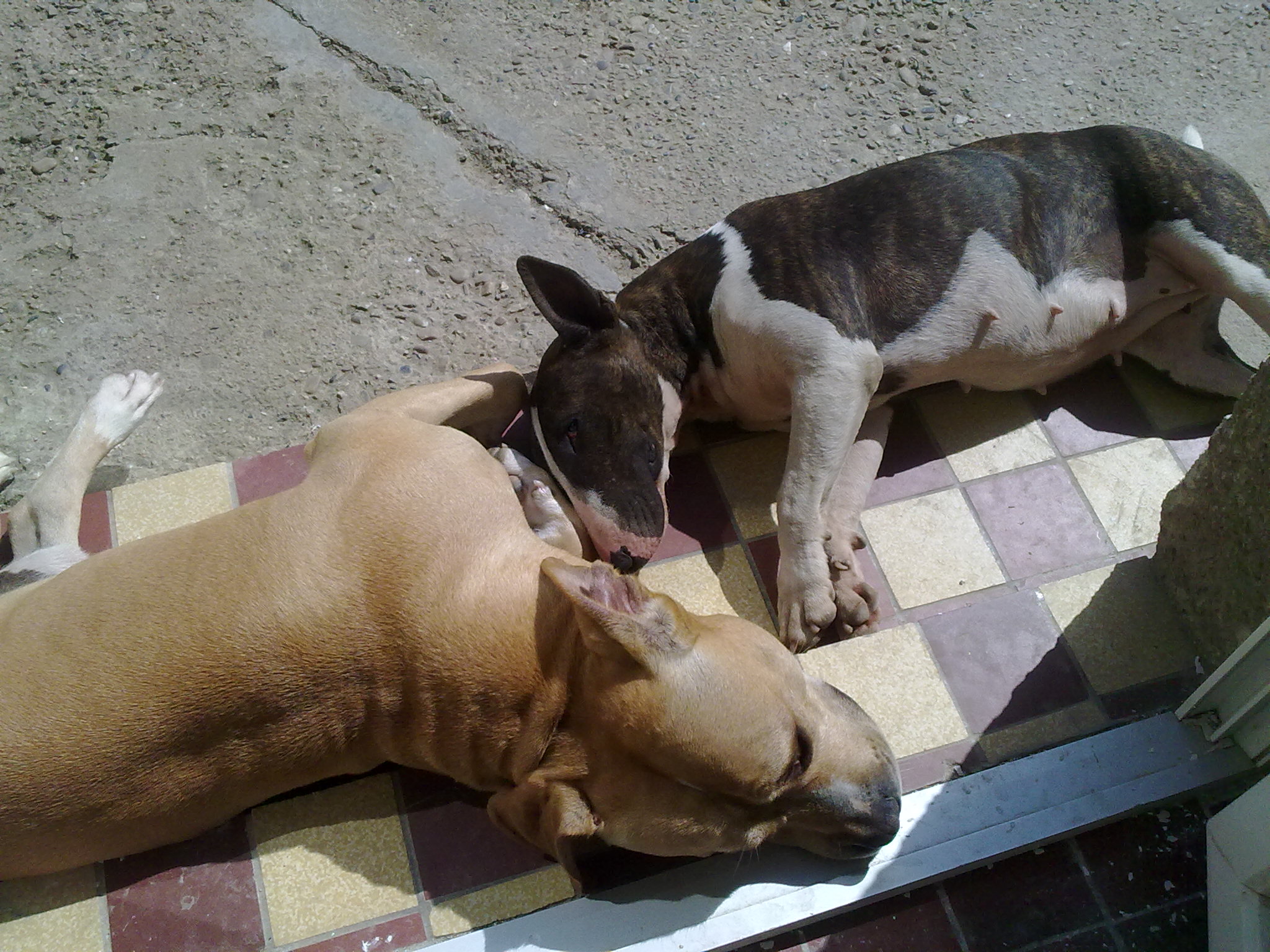 siesta