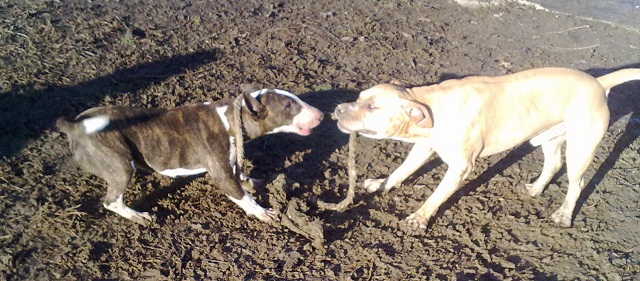 tug of war