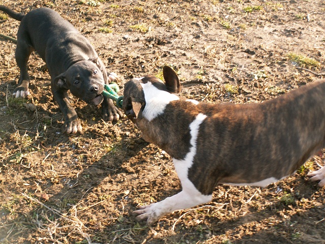 tug of war (: