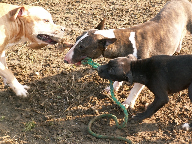 tug of war trojička
