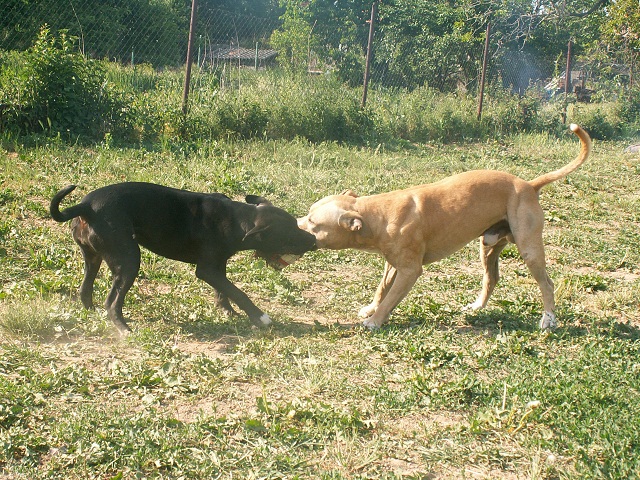 tug 26.5.12