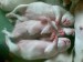 spinkame
