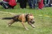 drag pull